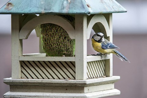 Blue tit