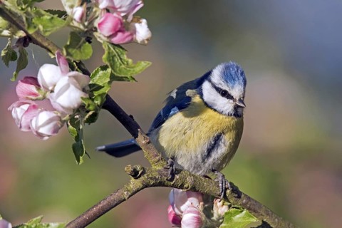 Eurasian blue tit