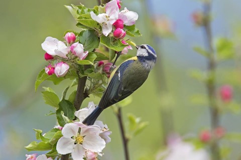 Eurasian blue tit