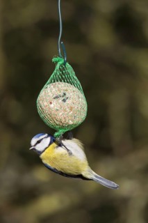 Eurasian blue tit