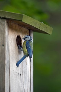 Eurasian blue tit