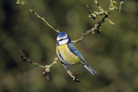 Eurasian blue tit