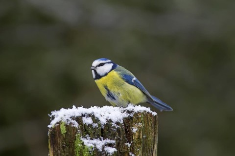 Eurasian blue tit