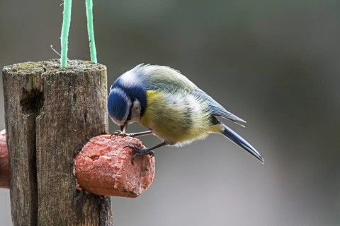 Eurasian blue tit