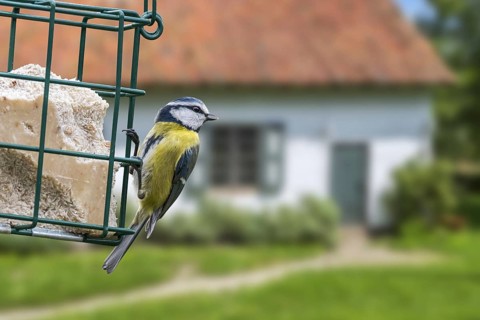 Blue tit