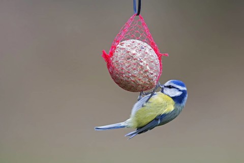 Blue tit