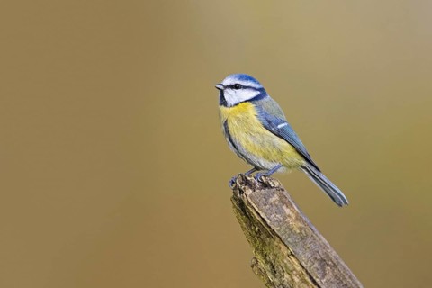 Blue tit