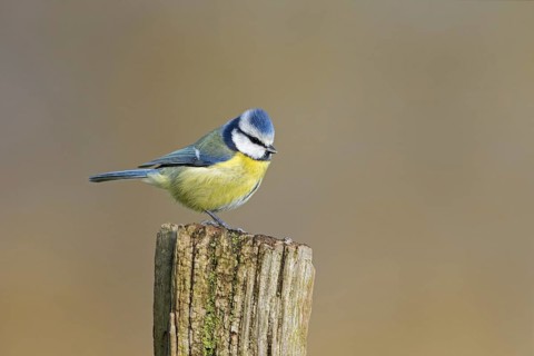 Blue tit