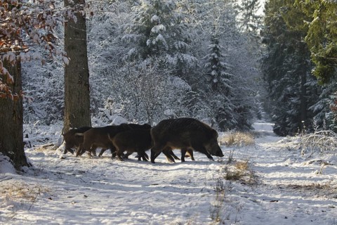 Wild boar