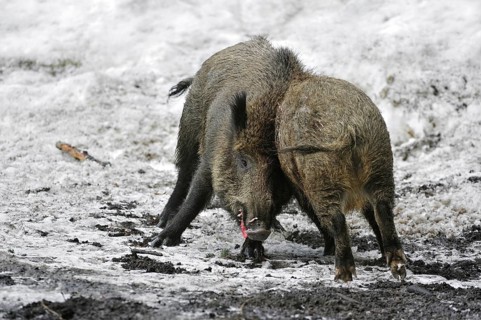 Two wild boars