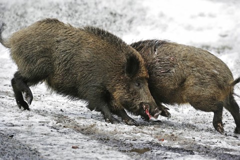 Two wild boars