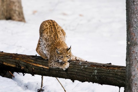 Eurasian lynx