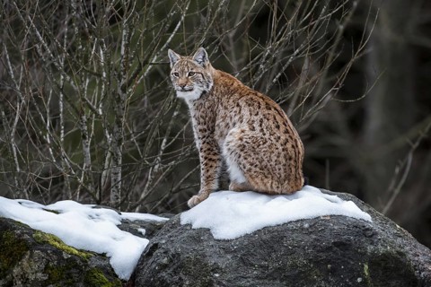 Eurasian lynx