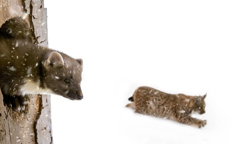 European pine marten