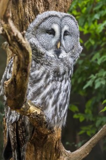 Great grey owl