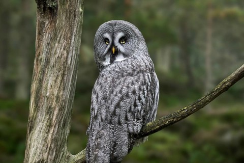 Great grey owl