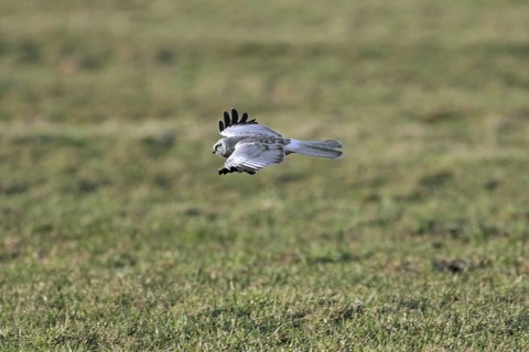 Hen harrier