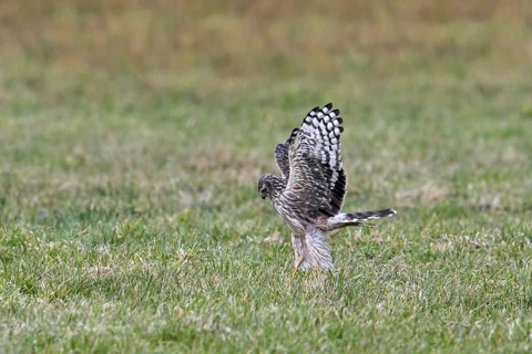 Hen harrier