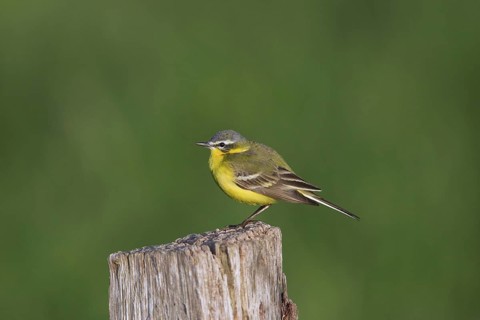 Western yellow wagtail