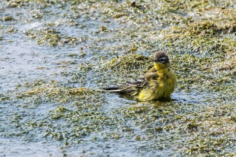 Blue-headed wagtail