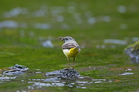 Grey wagtail