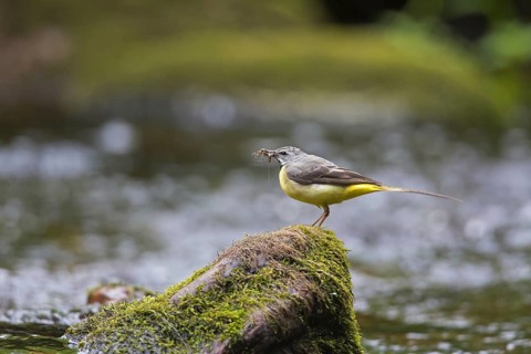 Grey wagtail