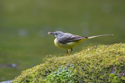 Grey wagtail
