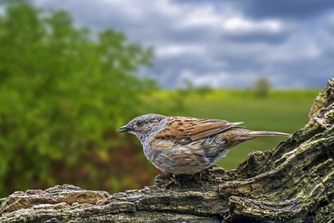 Dunnock