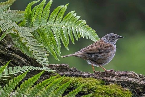 Dunnock