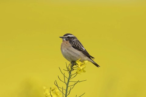 Whinchat