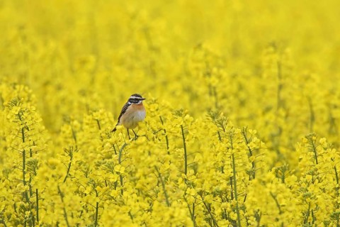 Whinchat
