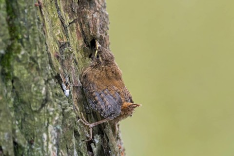 Eurasian wren