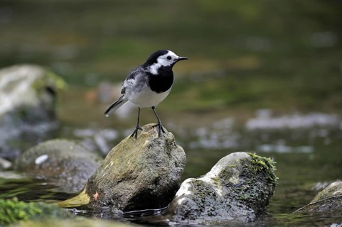 White wagtail
