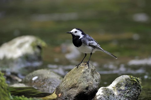 White wagtail