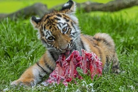 Siberian tiger