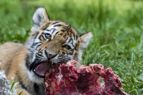 Siberian tiger
