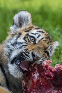 Siberian tiger