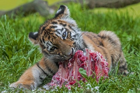 Siberian tiger