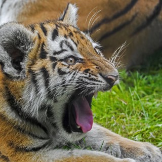 Siberian tiger
