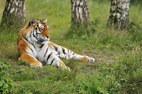 Siberian tiger