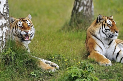 Two Siberian tigers