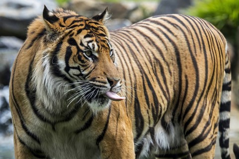 Sumatran tiger