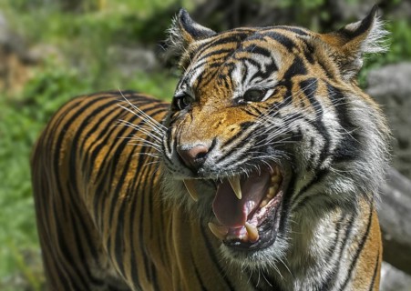 Close-up of growling