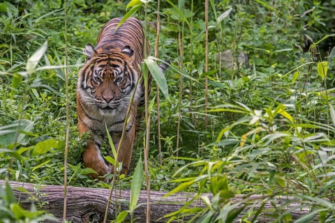 Sumatran tiger