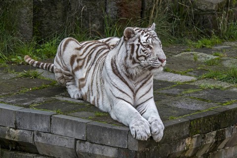 White tiger