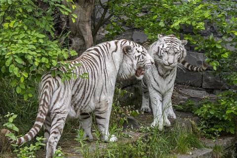 Two white tigers