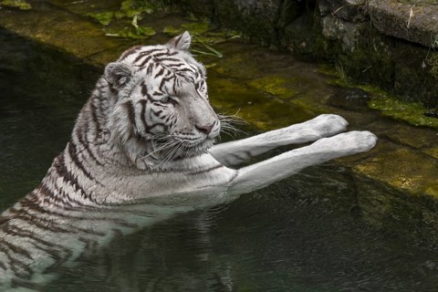 White tiger