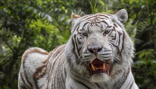 White tiger