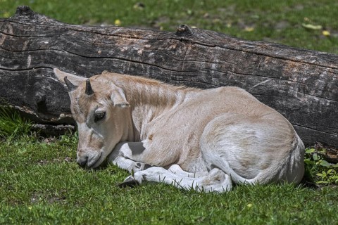 Addax