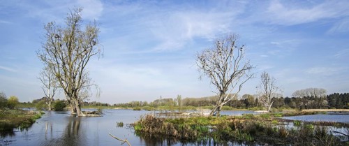 Dead trees in wetland nature reserve colonized by nesting great cormorants